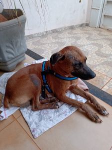 Ajude a salvar o Totó Grandão! imagem 6