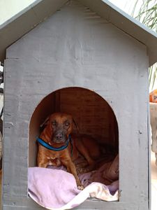 Ajude a salvar o Totó Grandão! imagem 7