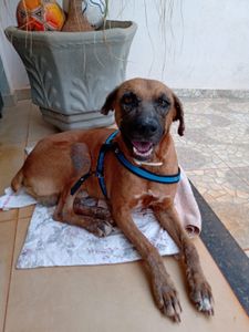 Vaquinha Online - Ajude a salvar o Totó Grandão!