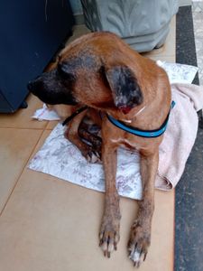 Nova Aliança/SP - Ajude a salvar o Totó Grandão!