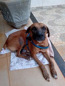 Ajude a salvar o Totó Grandão! imagem 10