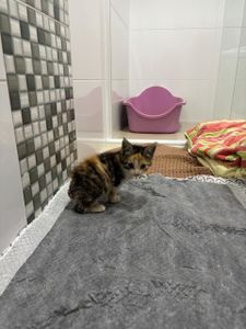 Vaquinha Online - Ajude a Gatinha