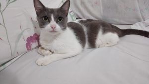 Saúde e Emergências - Ajude a gatinha sophie contra o câncer de mama!