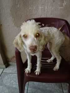 SANTUÁRIO PARA ANIMAIS RESGATADOS  imagem 6