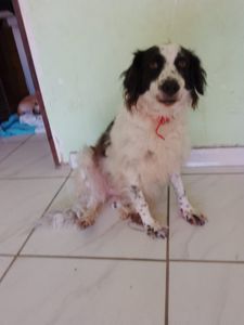 Crowdfunding - SANTUÁRIO PARA ANIMAIS RESGATADOS 