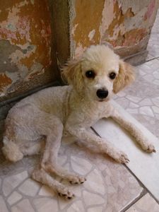 SANTUÁRIO PARA ANIMAIS RESGATADOS  imagem 7