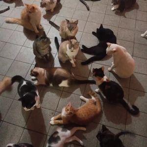 SANTUÁRIO PARA ANIMAIS RESGATADOS  imagem 10