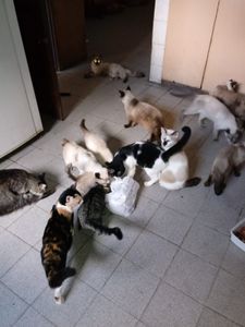 São Paulo/SP - SANTUÁRIO PARA ANIMAIS RESGATADOS 