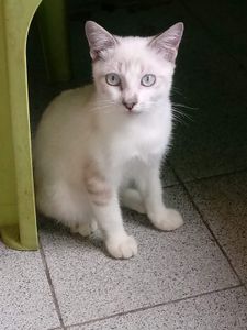 Causas e Comunidade - SANTUÁRIO PARA ANIMAIS RESGATADOS 