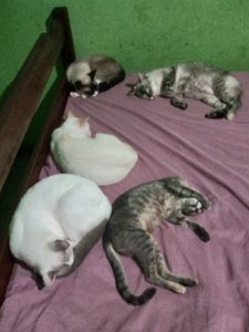 SANTUÁRIO PARA ANIMAIS RESGATADOS  imagem 8