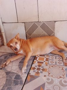 Santuário para animais abandonados - SANTUÁRIO PARA ANIMAIS RESGATADOS 