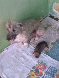 SANTUÁRIO PARA ANIMAIS RESGATADOS  imagem 9