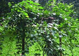 Financiamento Coletivo - Ervas do Sonhar. Todos sonhamos embora nem todos se lembrem.