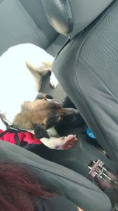 Giselio  - Salve o Bob! Ajude-nos a recuperar a alegria nas patinhas! 