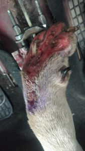 Animais - Salve o Bob! Ajude-nos a recuperar a alegria nas patinhas! 