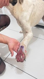 Vaquinha Online - Salve o Bob! Ajude-nos a recuperar a alegria nas patinhas! 