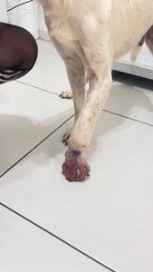 Curitiba/PR - Salve o Bob! Ajude-nos a recuperar a alegria nas patinhas! 