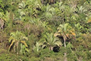 CONCLUÍDA - APOIE A REDE TERRA DO MEIO E SEUS GUARDIÕES DA FLORESTA imagem 9
