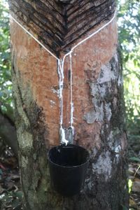 CONCLUÍDA - APOIE A REDE TERRA DO MEIO E SEUS GUARDIÕES DA FLORESTA imagem 7