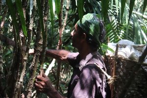 Altamira/PA - CONCLUÍDA - APOIE A REDE TERRA DO MEIO E SEUS GUARDIÕES DA FLORESTA
