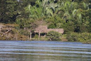 Meio ambiente - CONCLUÍDA - APOIE A REDE TERRA DO MEIO E SEUS GUARDIÕES DA FLORESTA