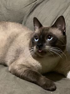 Vaquinha Online - Tratamento do Kenai