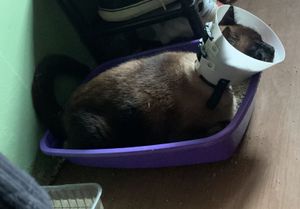 Tratamento do Kenai imagem 6