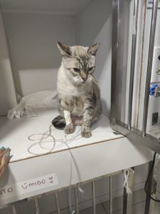 Vaquinha Online - Ajuda para o Orelha