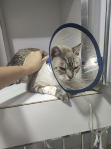 Animais - Ajuda para o Orelha