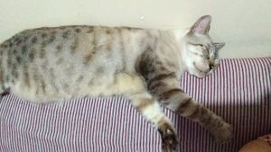 Ajuda para o Orelha imagem 7