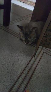 Ajuda para o Orelha - Ajuda para o Orelha