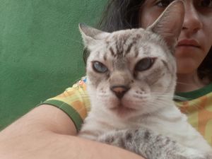 Ajuda para o Orelha imagem 6