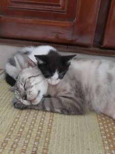 Manaus/AM - Ajuda para o Orelha