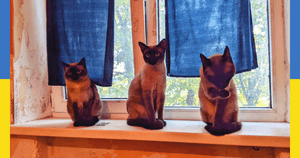 AJUDAR MEU AMIGO GEORGE A SAIR DA UCRÂNIA!!! imagem 9