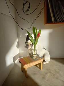 Vaquinha Online - LUNA 