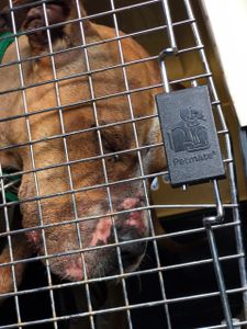 Resgate Pits da rinha de Mairiporã e Itu