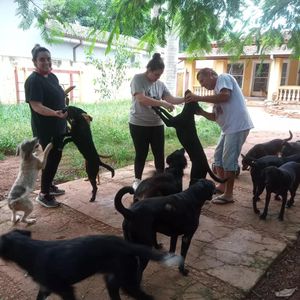 Precisamos de ração imagem 6