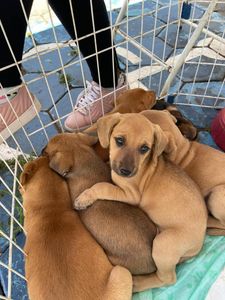 Itapetininga/SP - Precisamos de ração