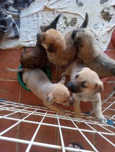 Animais - Precisamos de ração