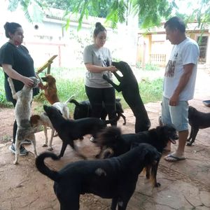 Vaquinha Online - Precisamos de ração