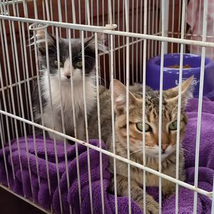 Mia Dotty Proteçao Animal - Precisamos de ração