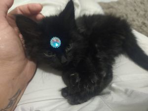 Vaquinha Online - FORMALIZAÇÃO DA ONG E AUXILIO PARA ACOLHIMENTO DE NOVOS GATINHOS