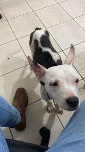 Vaquinha Online - Todos pela Kiara 