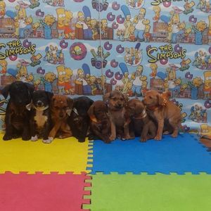 Vaquinha Online - Associação Cão da Guarda