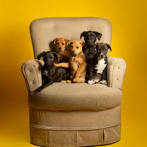 ONGs - Associação Cão da Guarda