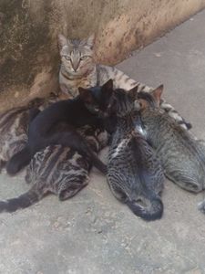 Animais - AJUDA URGENTE 