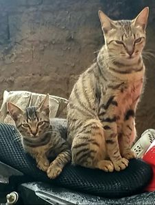 Vaquinha Online - AJUDA URGENTE 