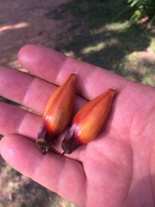 Do Gosto e Do Cheiro - Histórias e Gastronomia  imagem 7