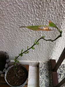 Do Gosto e Do Cheiro - Histórias e Gastronomia 