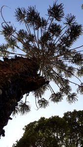 Financiamento Coletivo - Do Gosto e Do Cheiro - Histórias e Gastronomia 